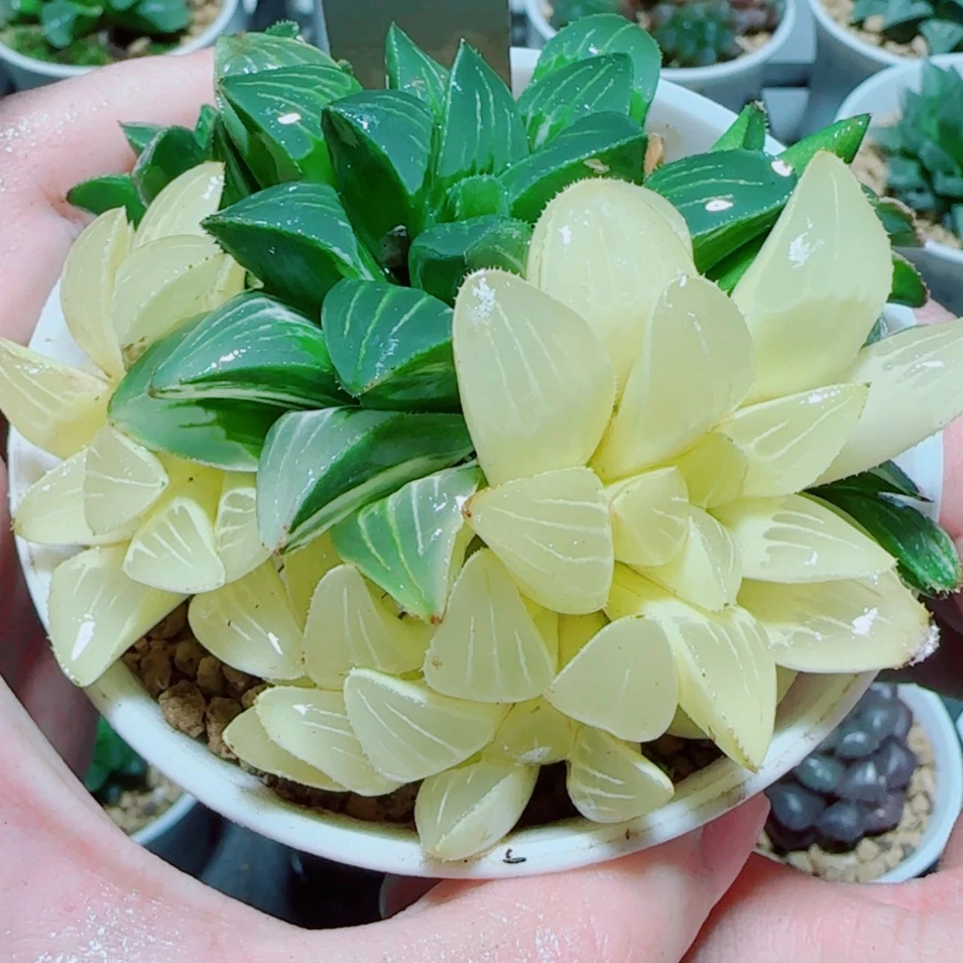 【闪购商品】姬寿锦