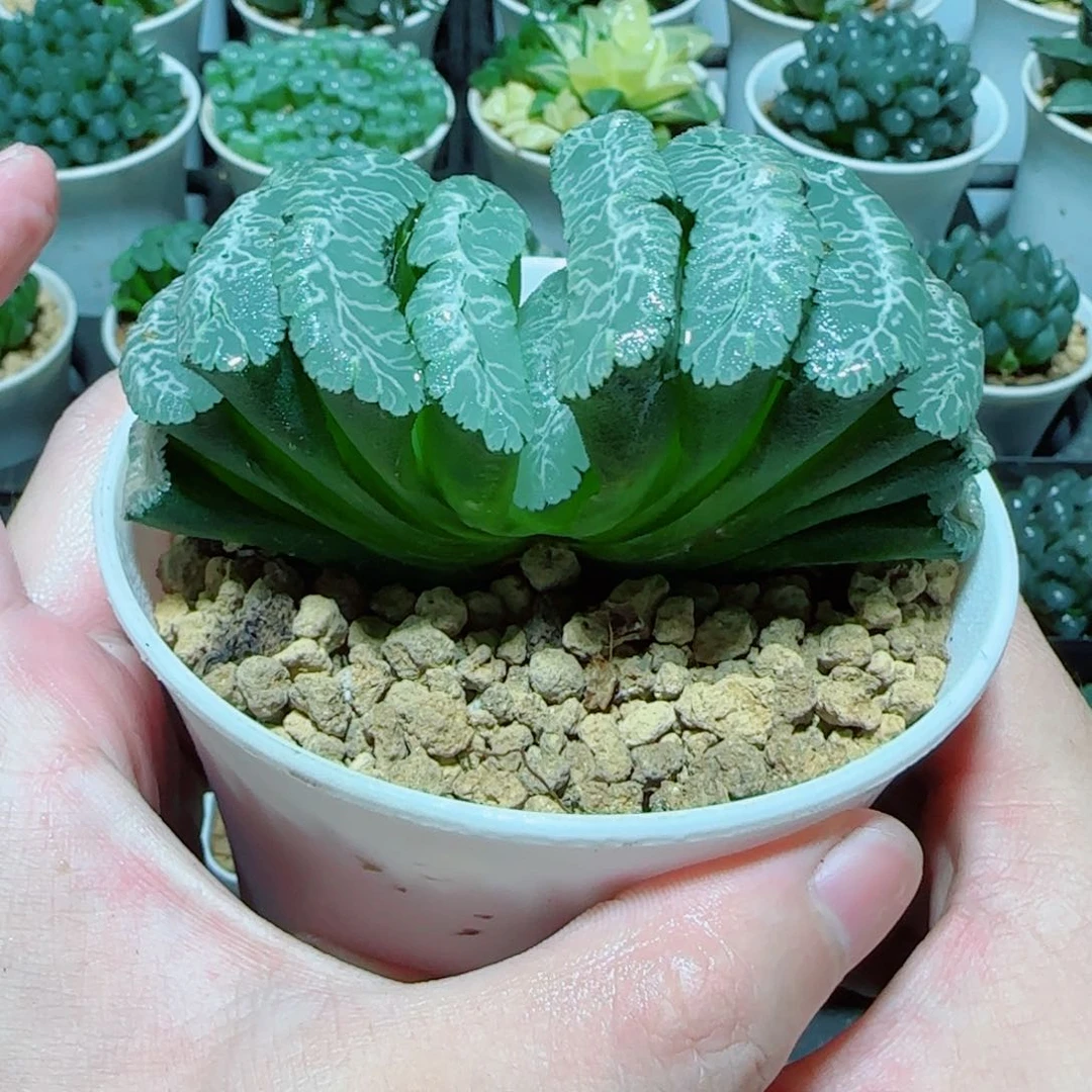 虞姬玉扇大母本多肉