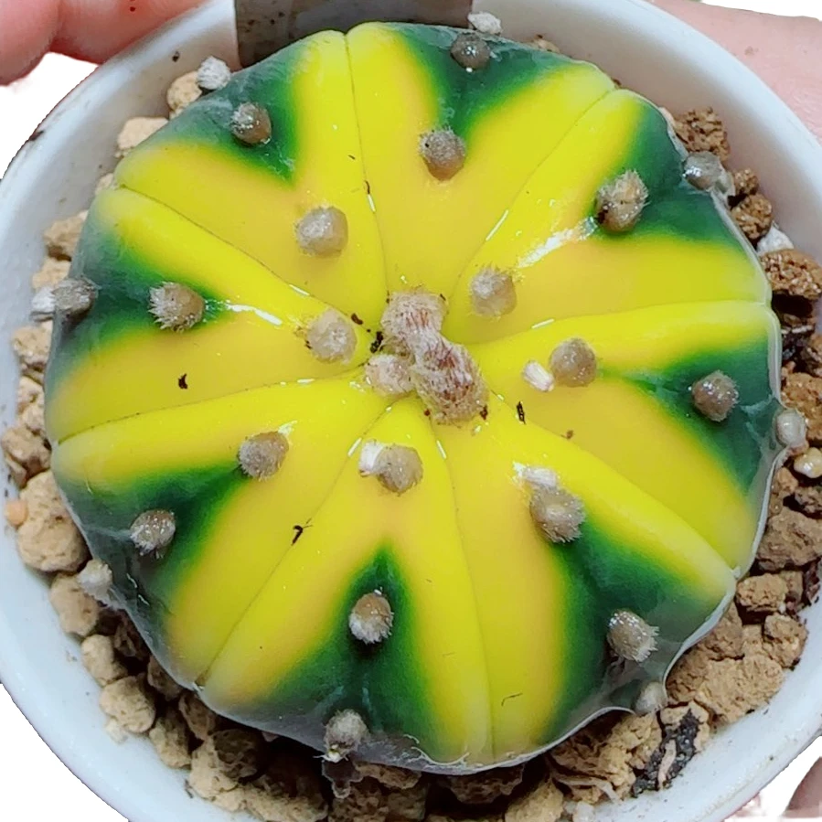 【星兜锦南瓜球】好养拍下明天发货多肉植物