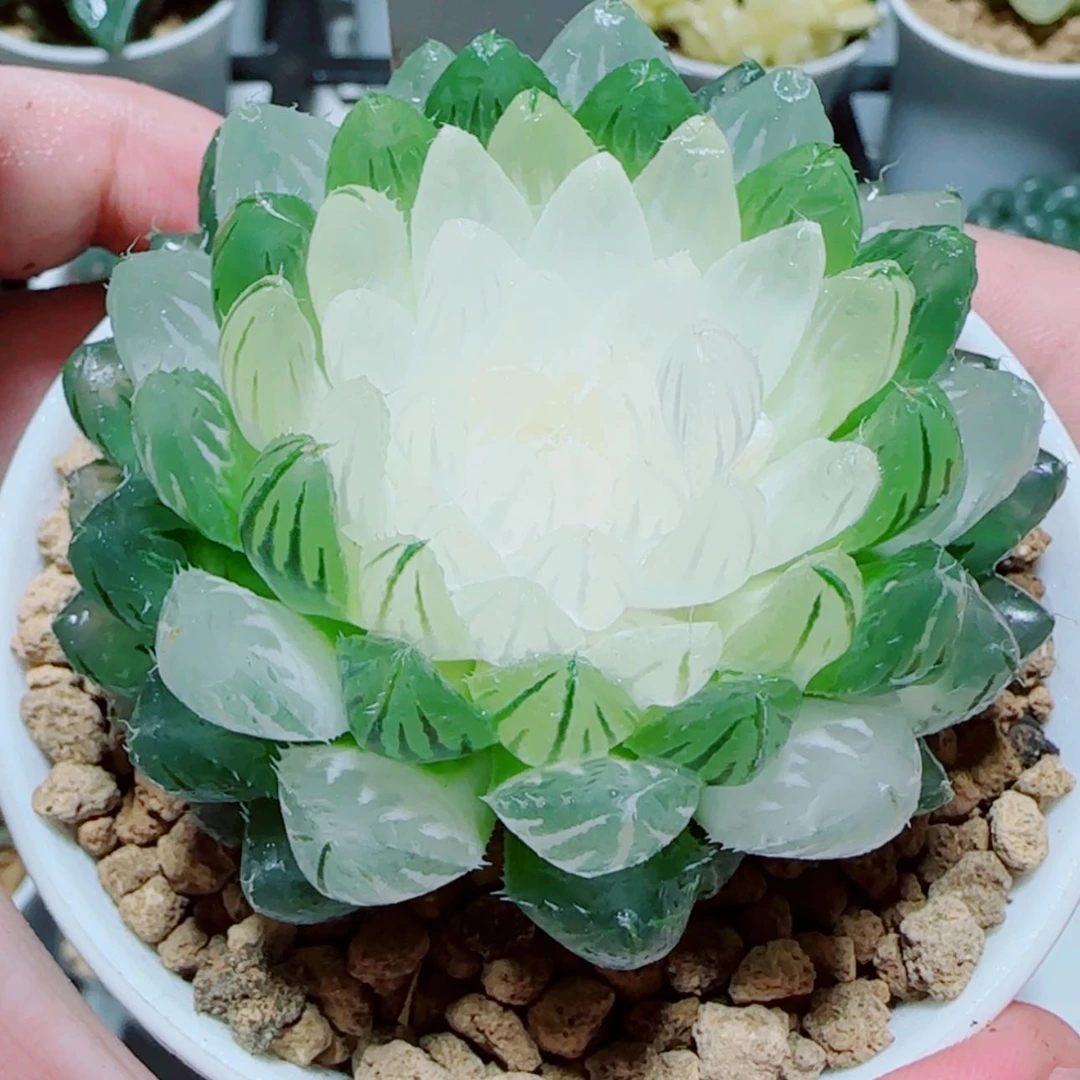 【闪购商品】宝莲灯玉露