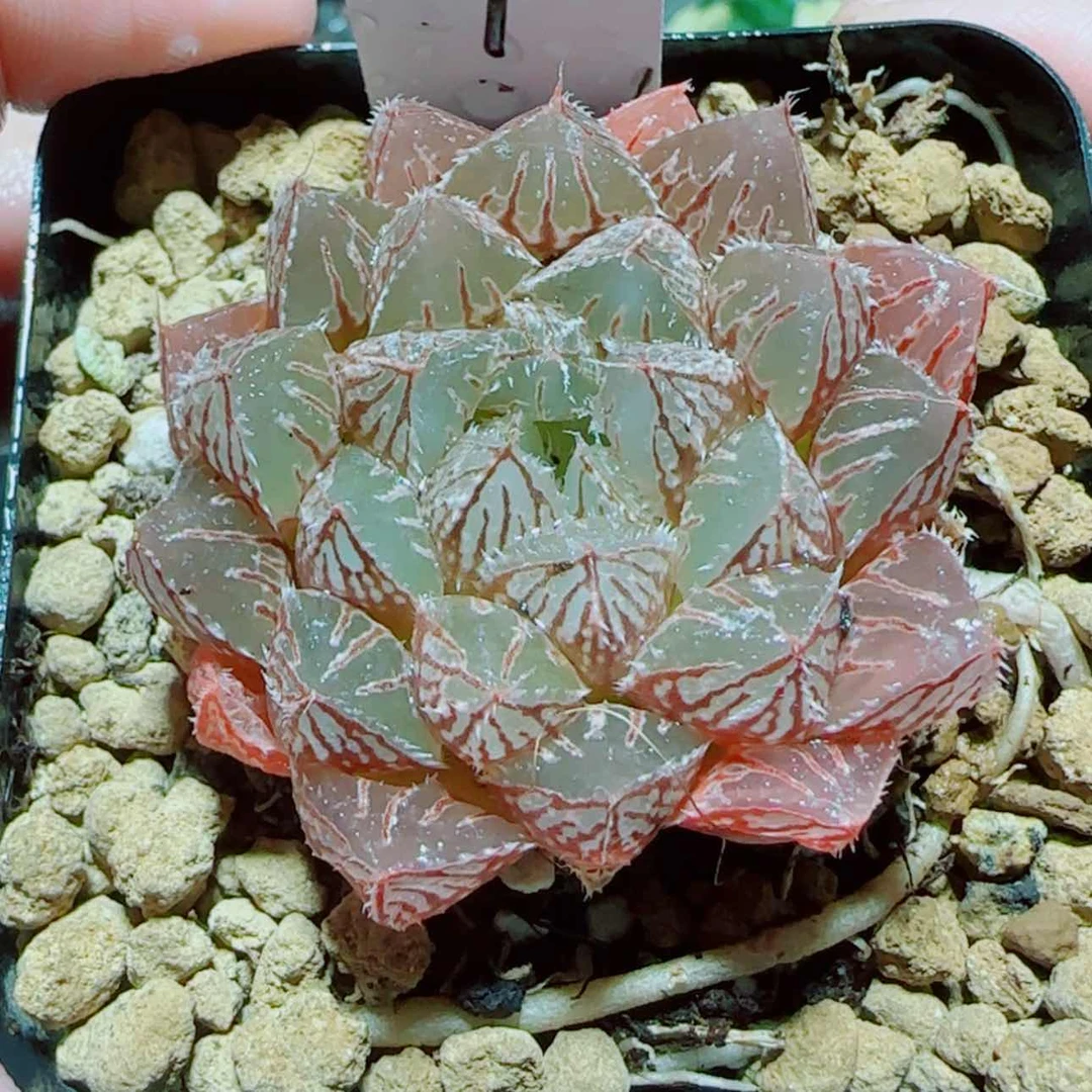 【闪购商品】粉楼兰