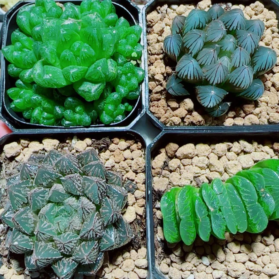 【闪购商品】4盆玉露套餐
