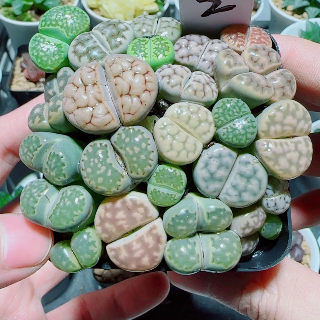【闪购商品】母本生石花