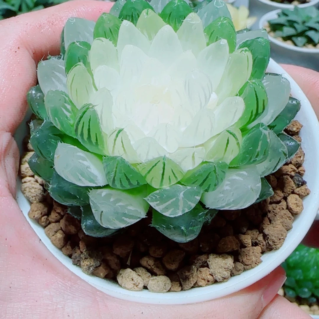 【闪购商品】宝莲灯玉露