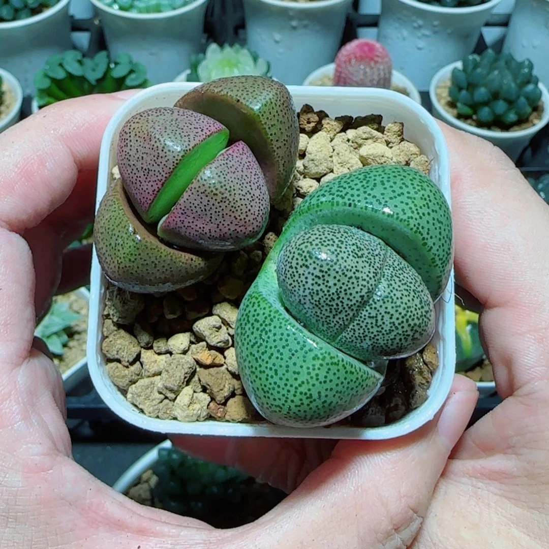 元宝组合多肉植物