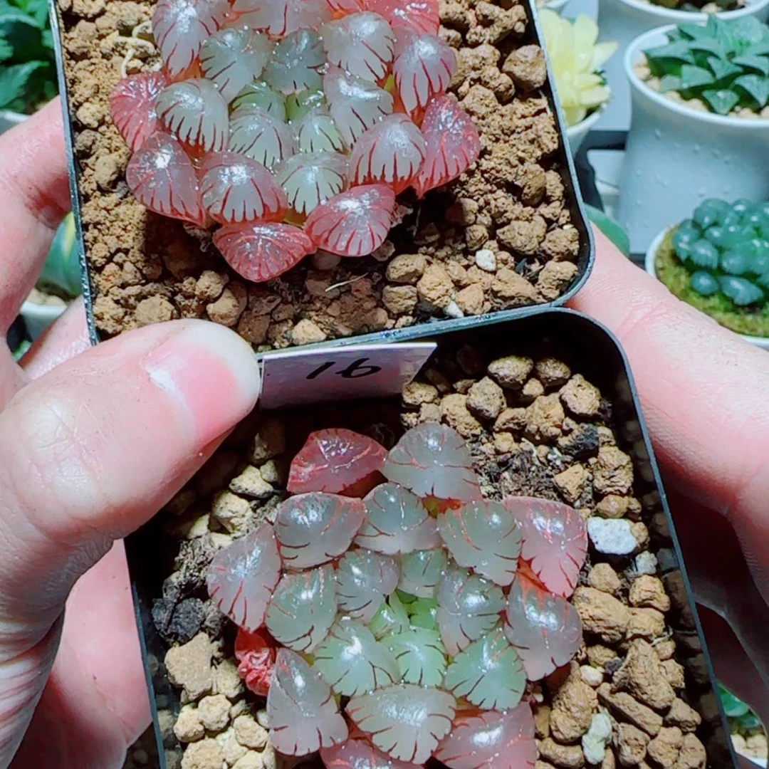 【闪购商品】粉龙珠