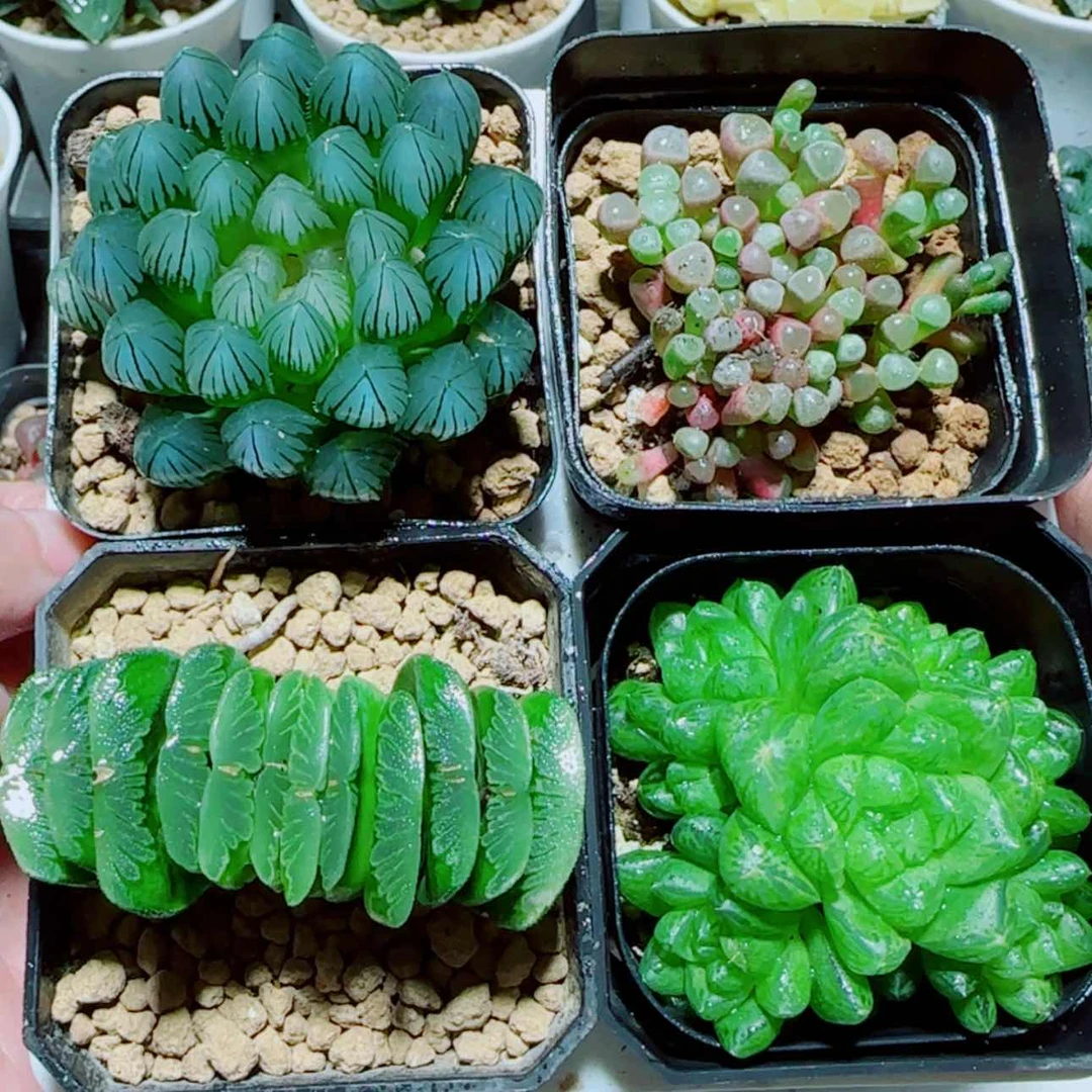 【闪购商品】4盆套餐