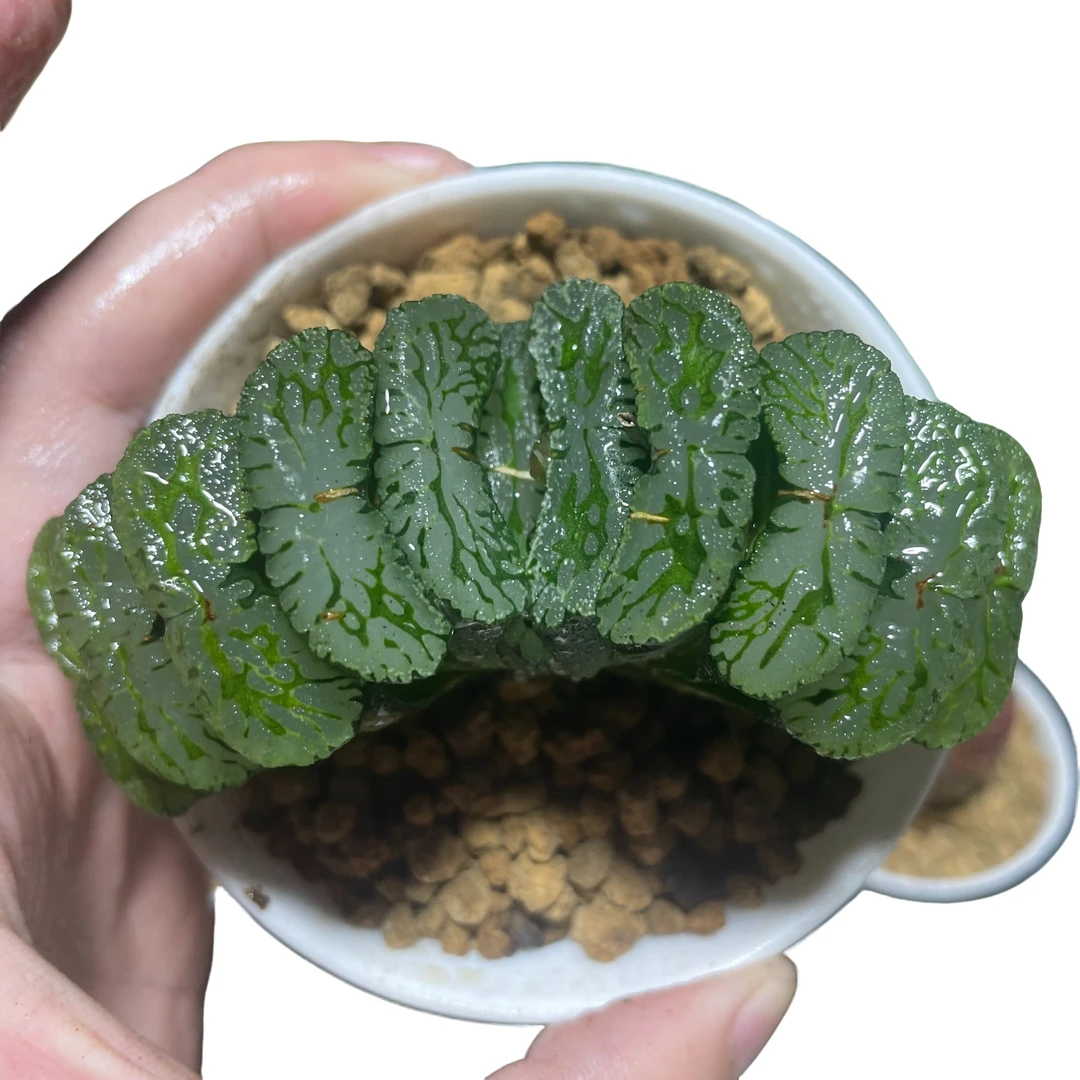 【绿岛玉扇母本】多肉植物新手好养原盆原土带盆带土拍下发货
