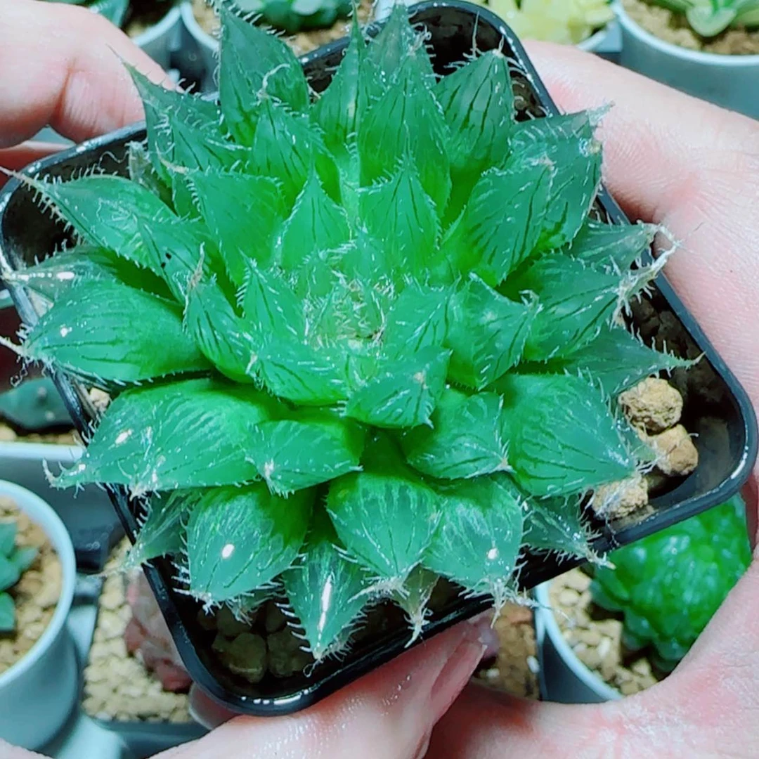 【闪购商品】黑熊黛安娜多肉