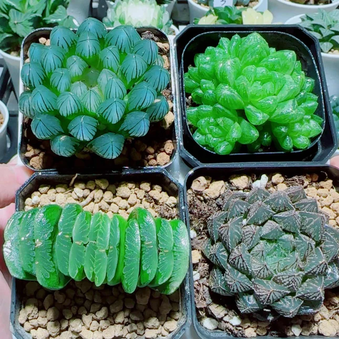 【闪购商品】4盆套餐