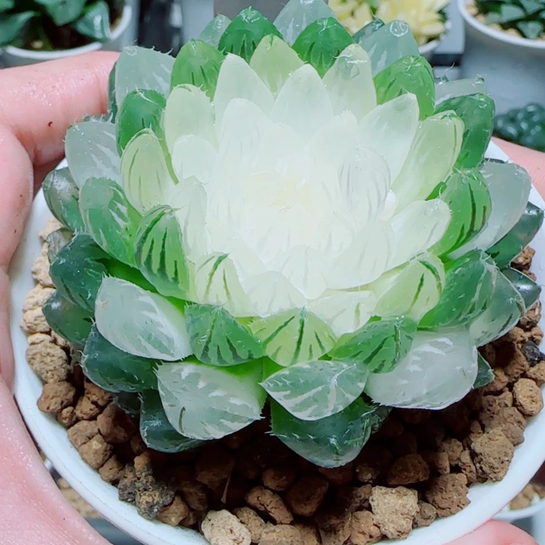 【闪购商品】宝莲灯玉露