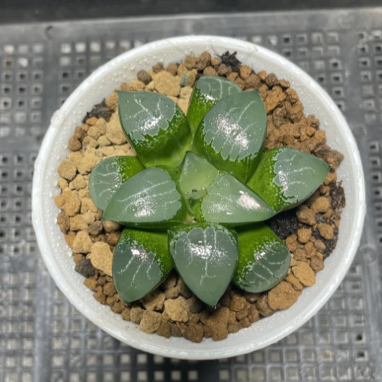 万象盆月影寿（满18包邮）