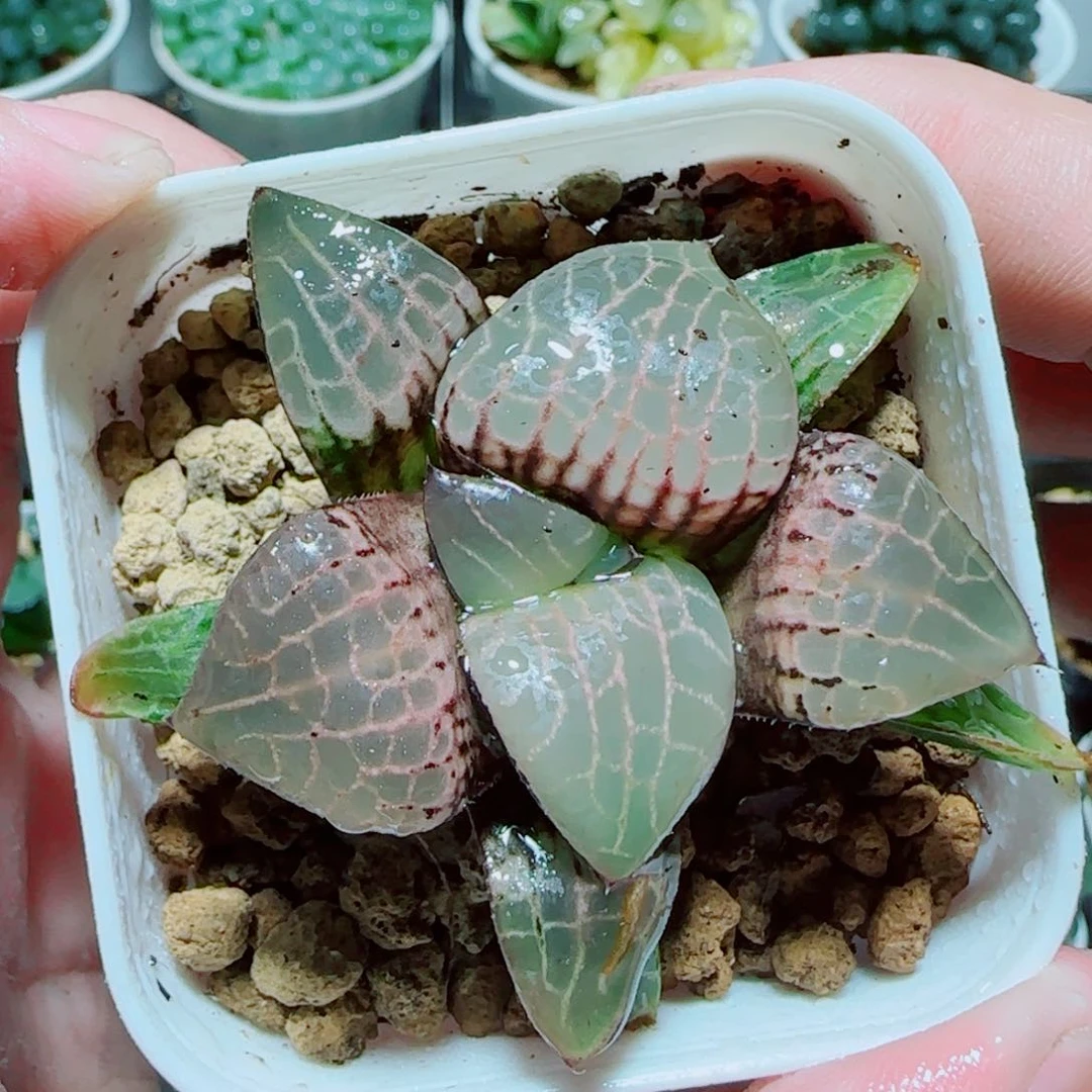 粉玻璃玉露多肉