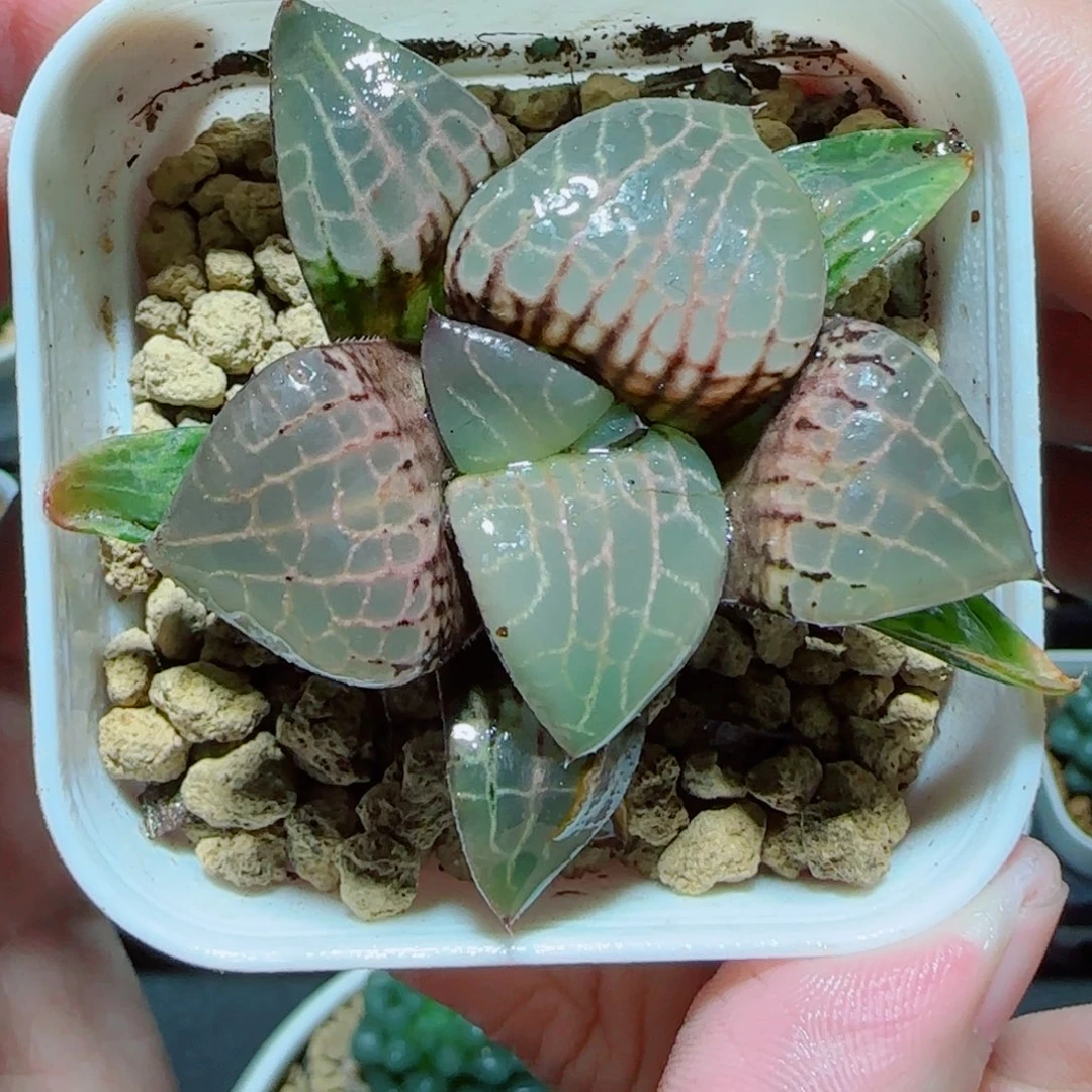 粉玻璃玉露多肉