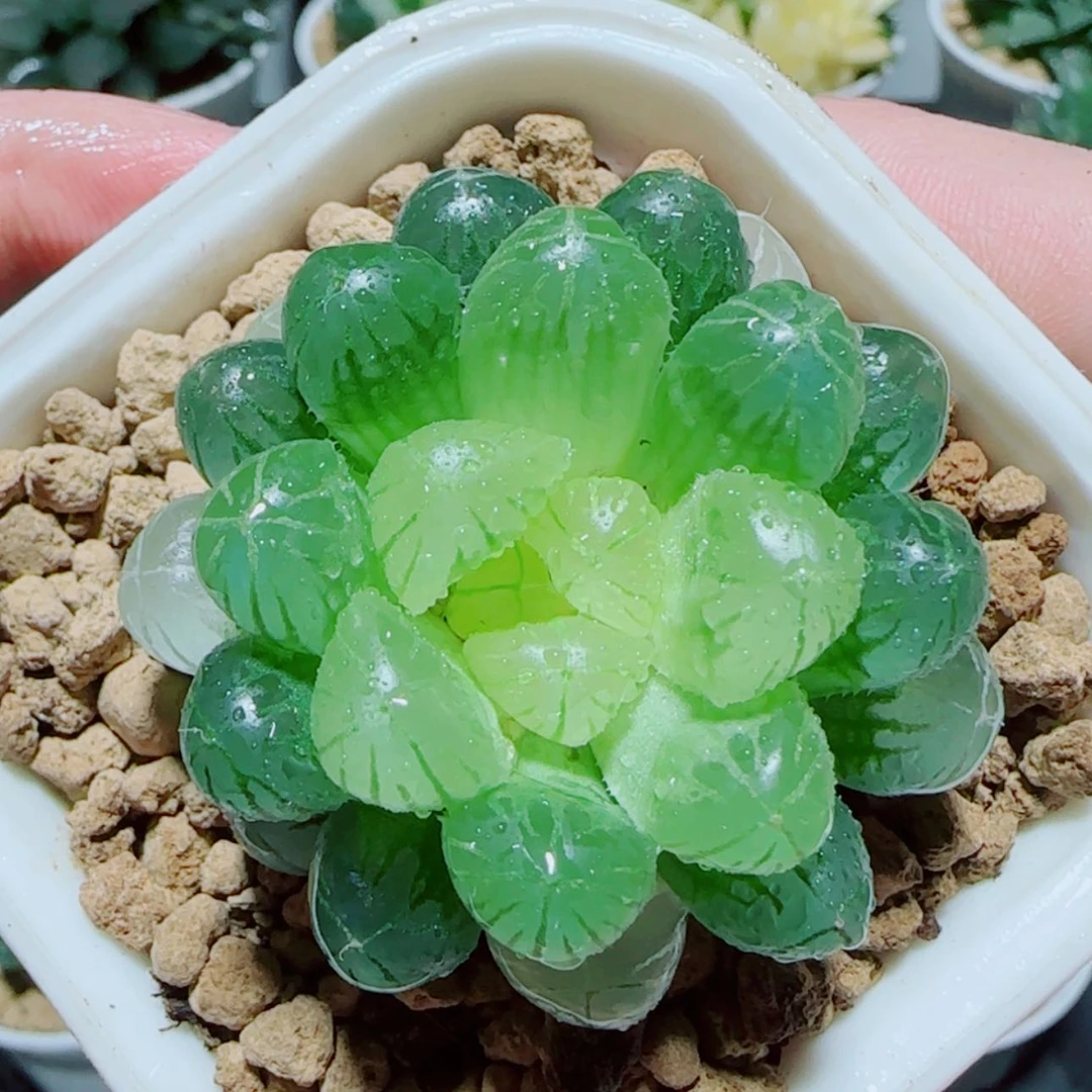【闪购商品】琥珀玉露