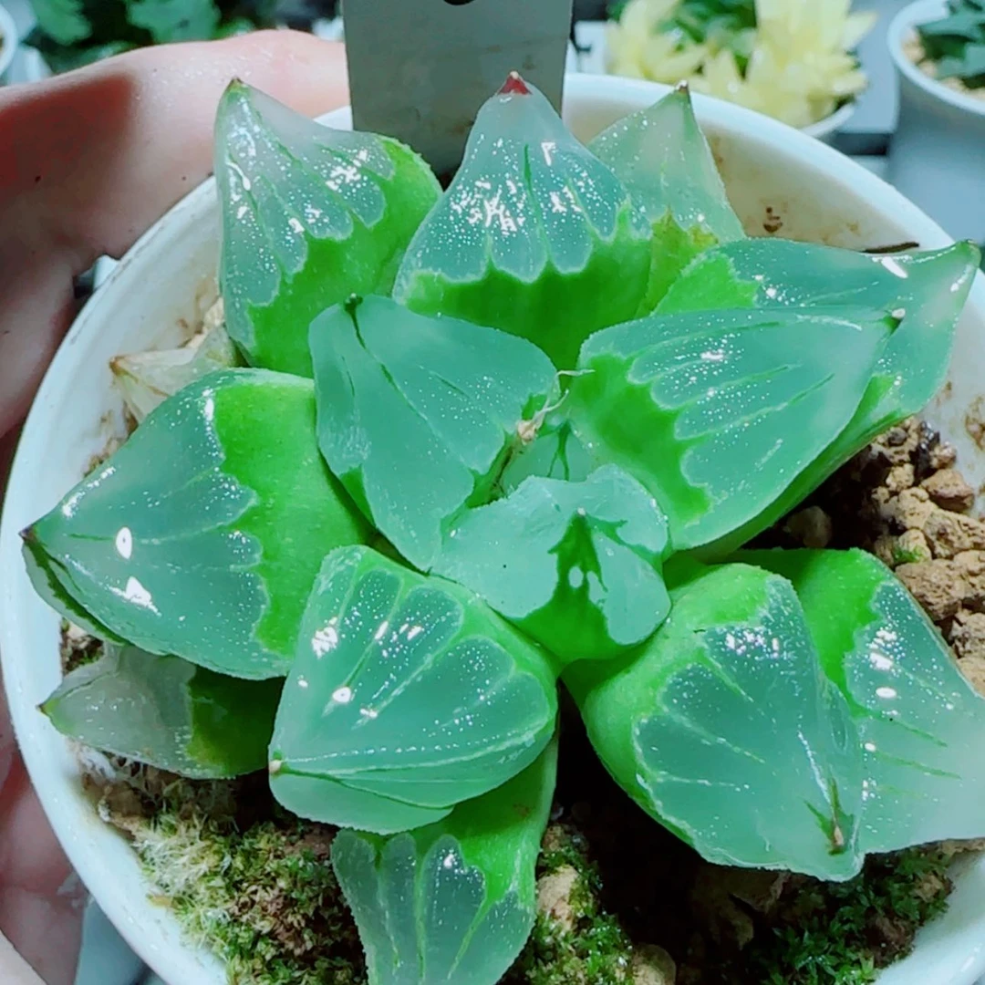 【闪购商品】冰城寿