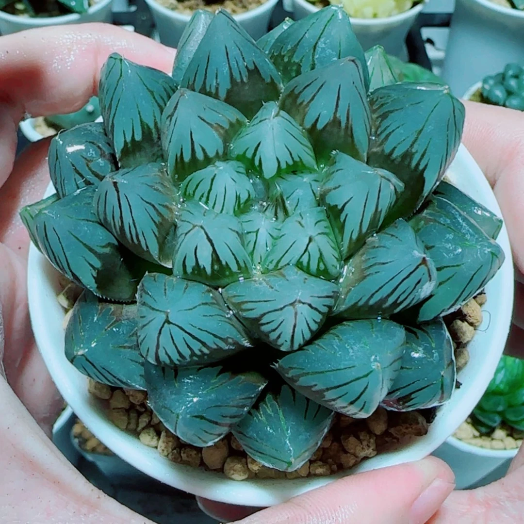 【闪购商品】大母本龙爪
