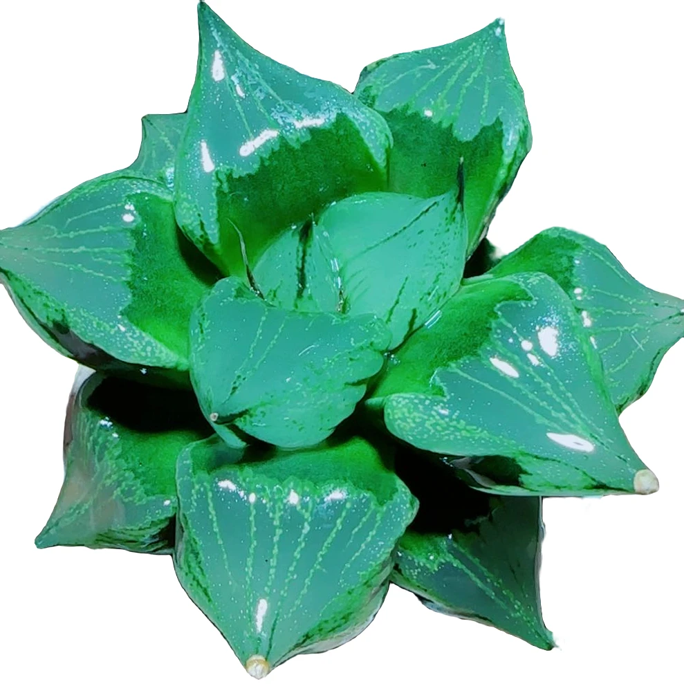 【绿胖子裹般若】好养拍下明天发货多肉植物