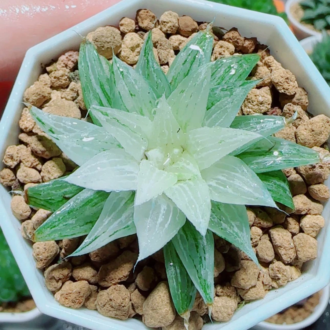 【闪购商品】冰沙糖锦