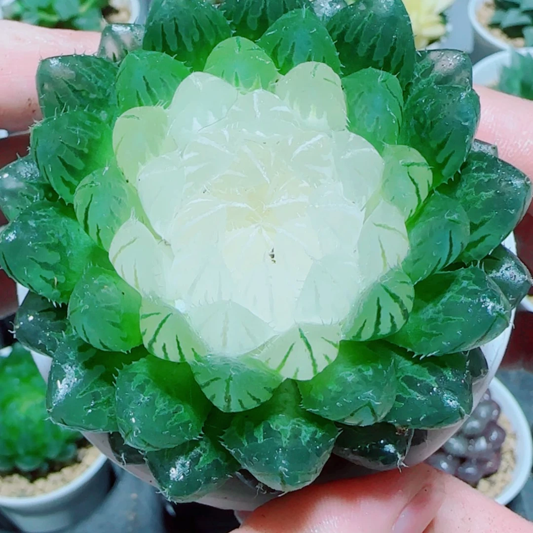 【闪购商品】宝莲灯玉露