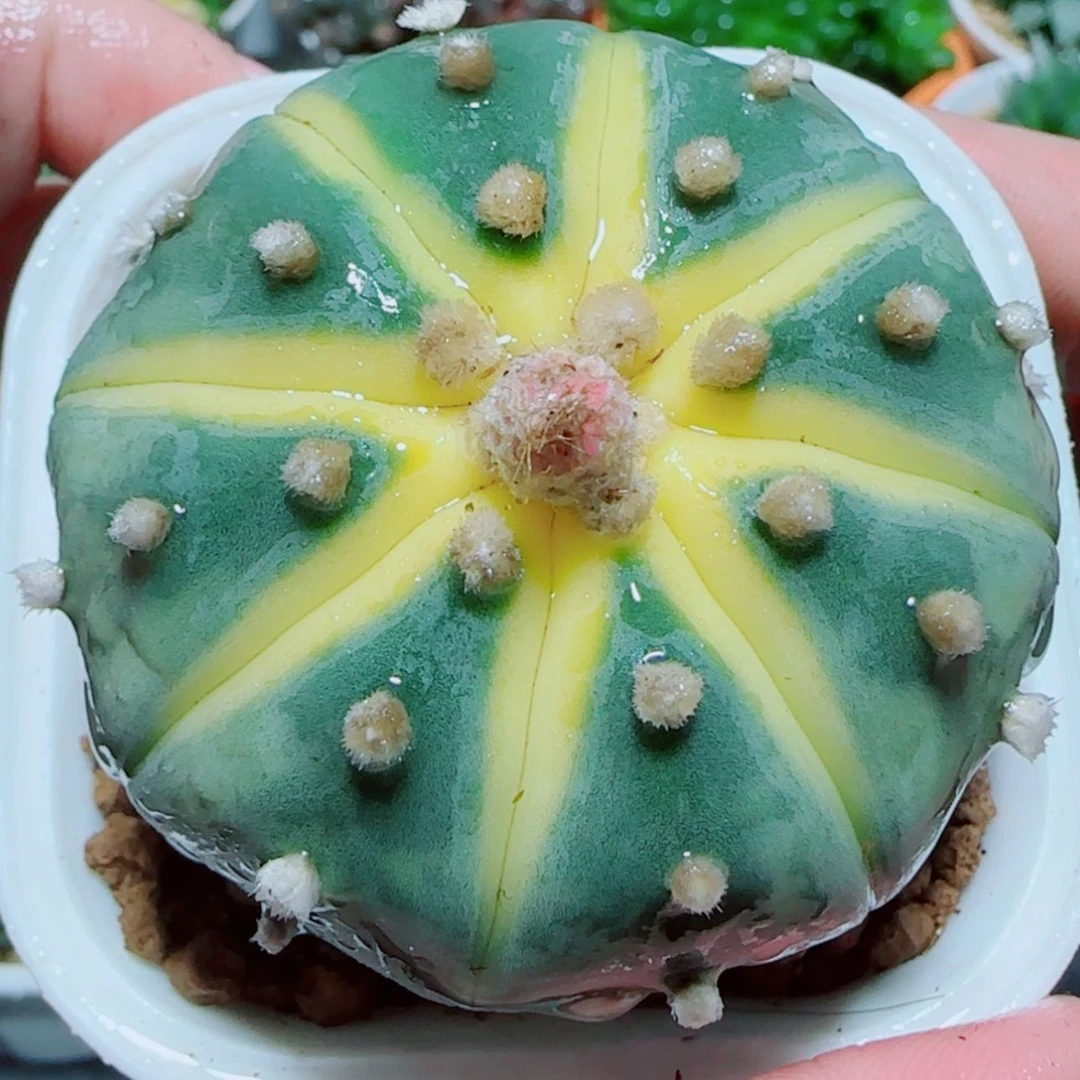 【闪购商品】星兜锦多肉