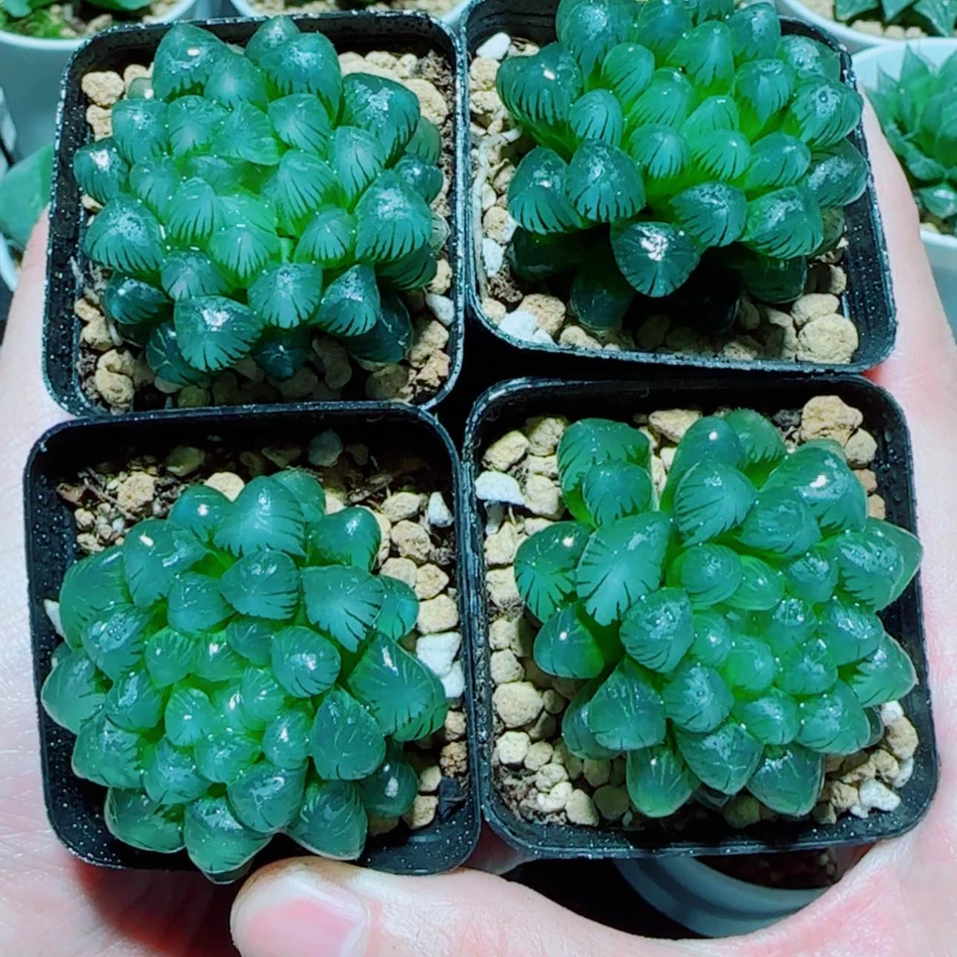 【闪购商品】小叶冰灯4盆
