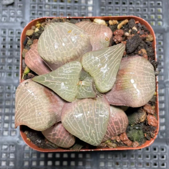 【粉玻璃康平母本】多肉植物新手好养原盆原土带盆带土拍下发货