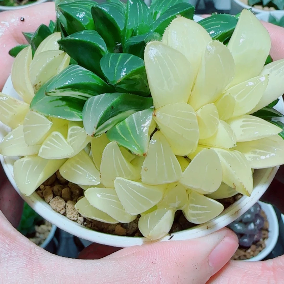 【闪购商品】姬寿锦