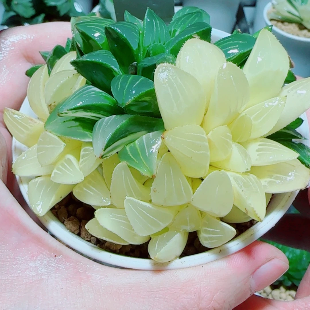【闪购商品】姬寿锦