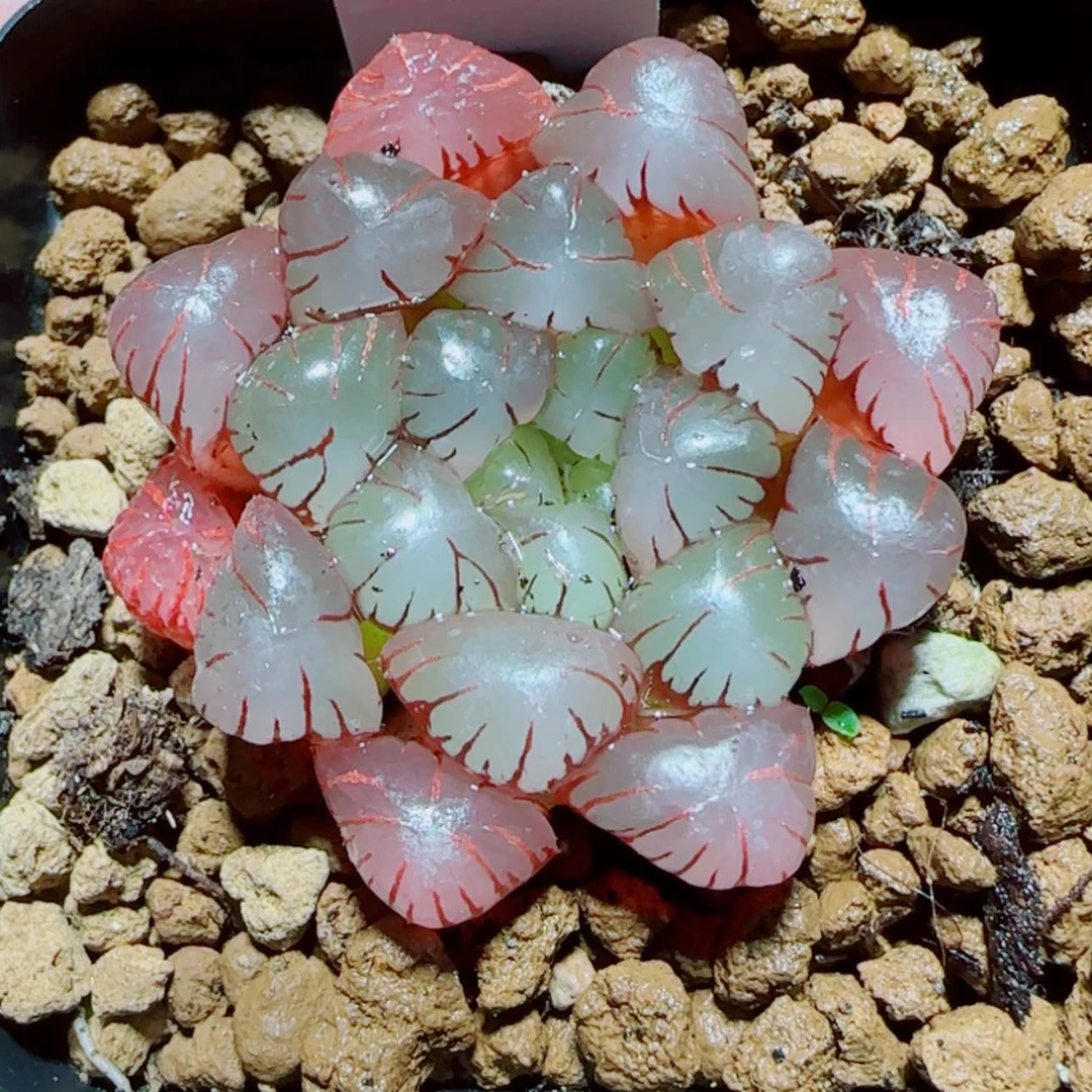【闪购商品】粉龙珠多肉