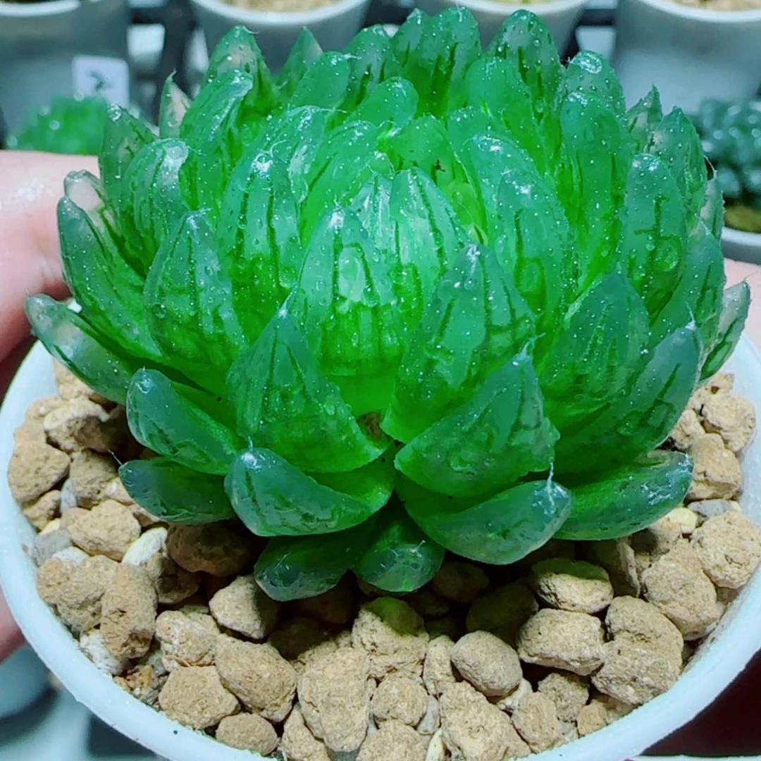 【闪购商品】樱变女神多肉