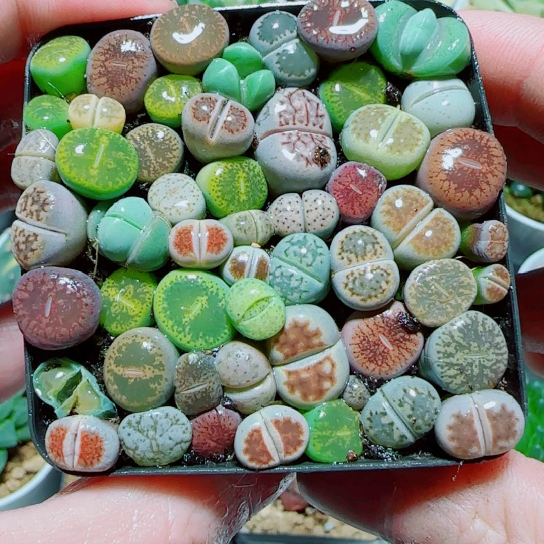 【闪购商品】生石花