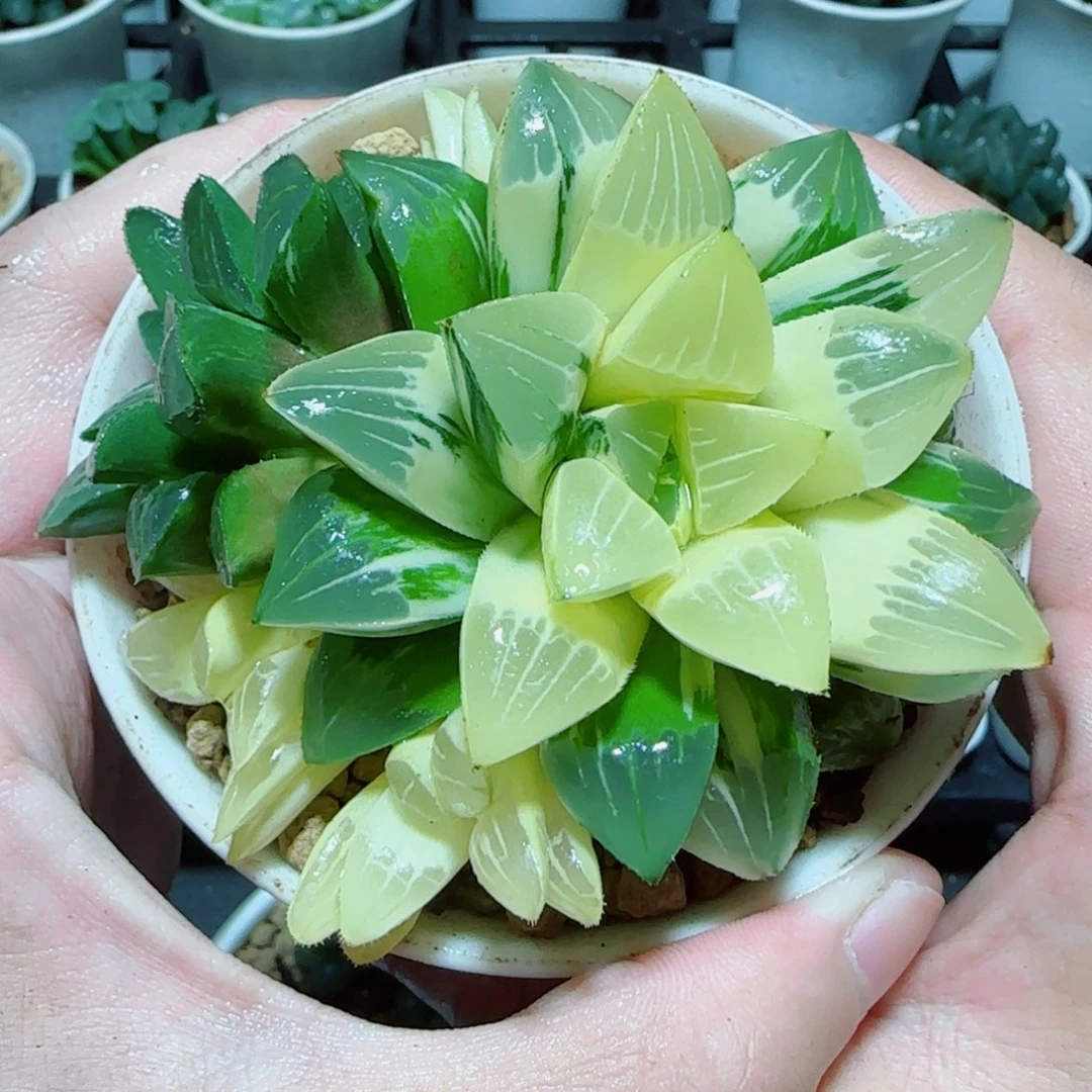 手捧花姬寿锦多肉