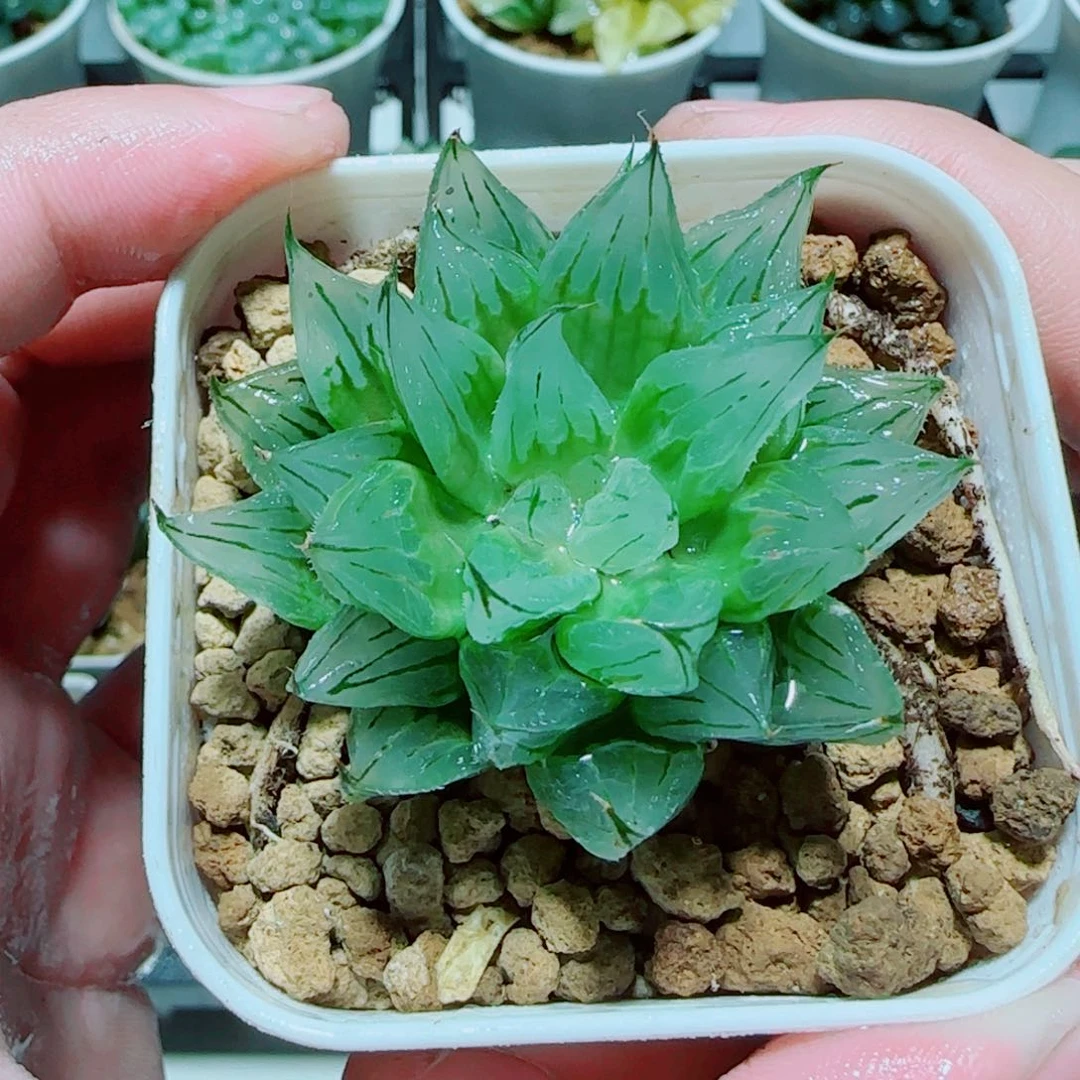 冰钻玉露多肉植物