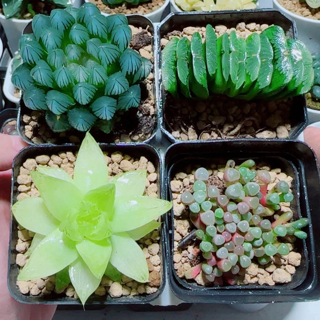 【闪购商品】4盆套餐