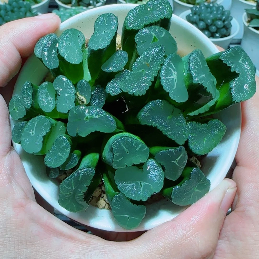 凤凰万象大母本多肉