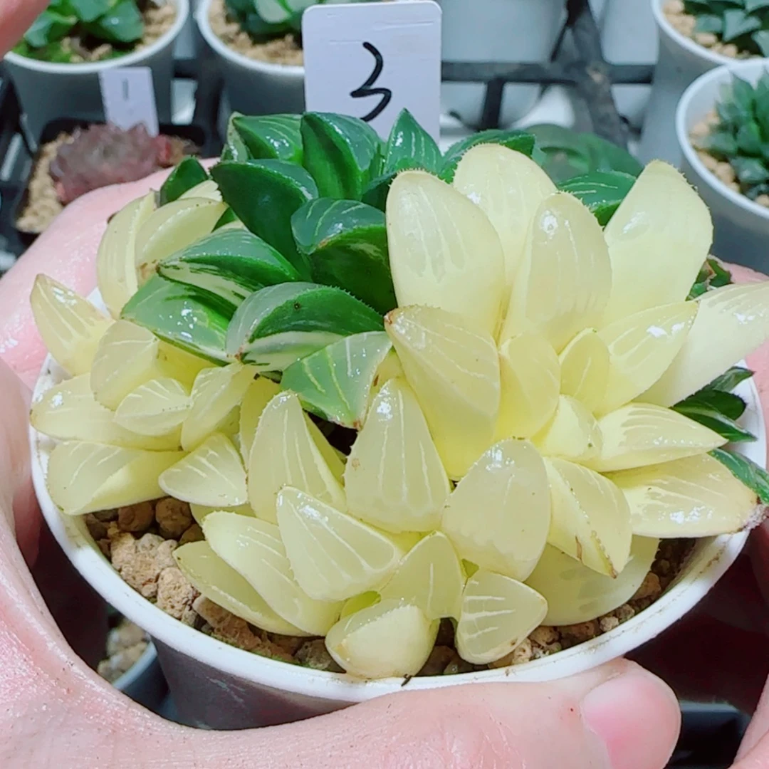 【闪购商品】姬寿锦