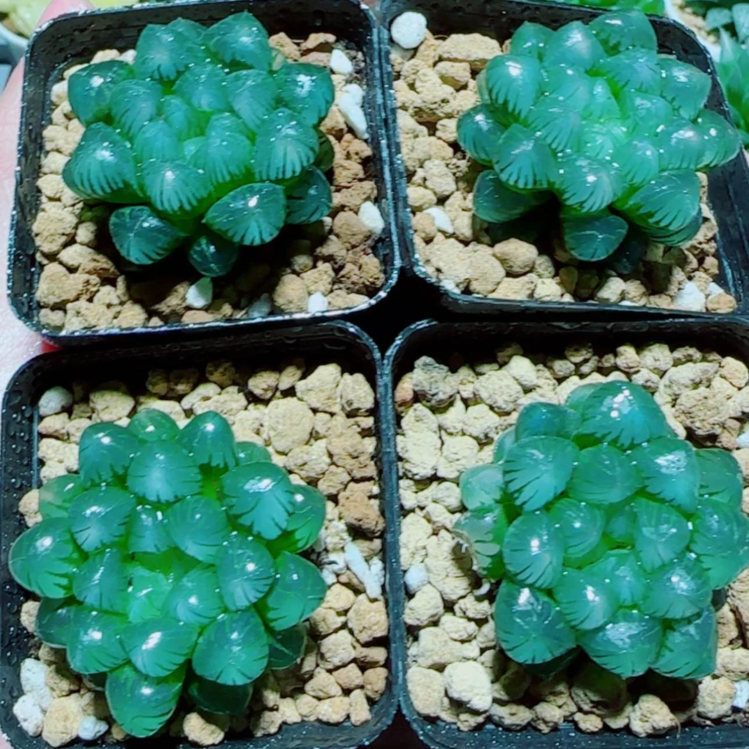 【闪购商品】小叶冰灯4盆