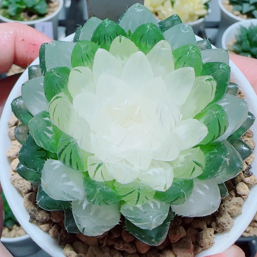 【闪购商品】宝莲灯玉露