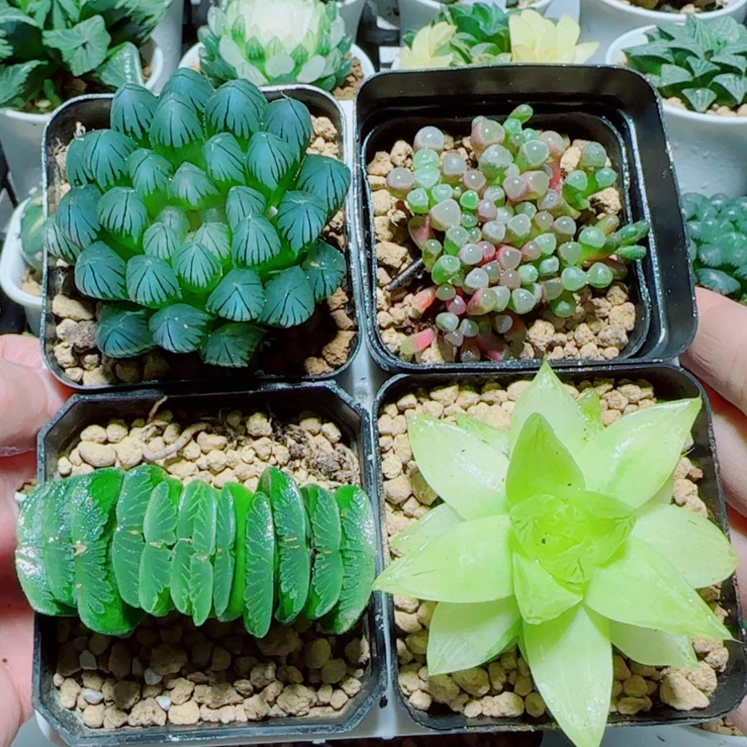 【闪购商品】4盆套餐