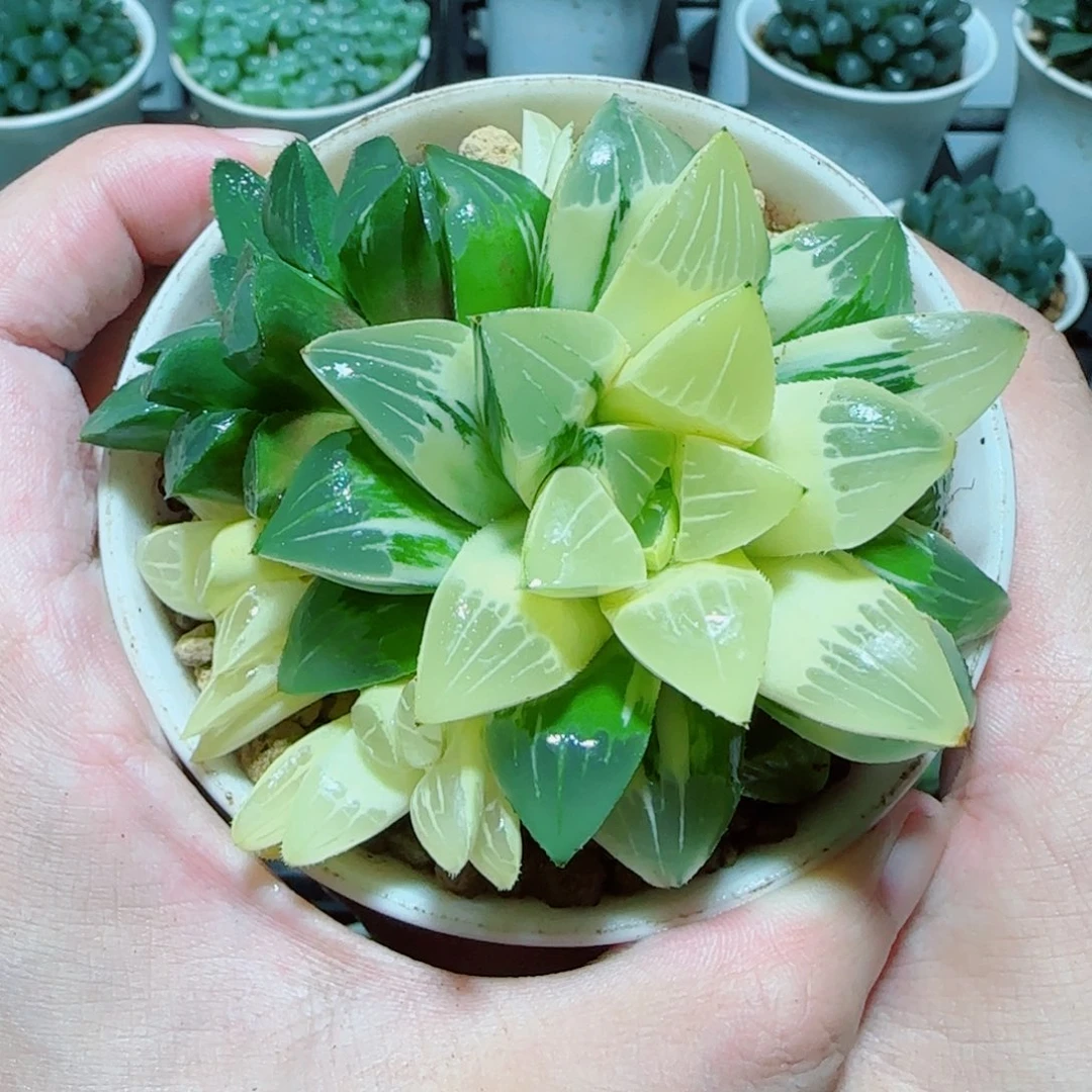手捧花姬寿锦多肉