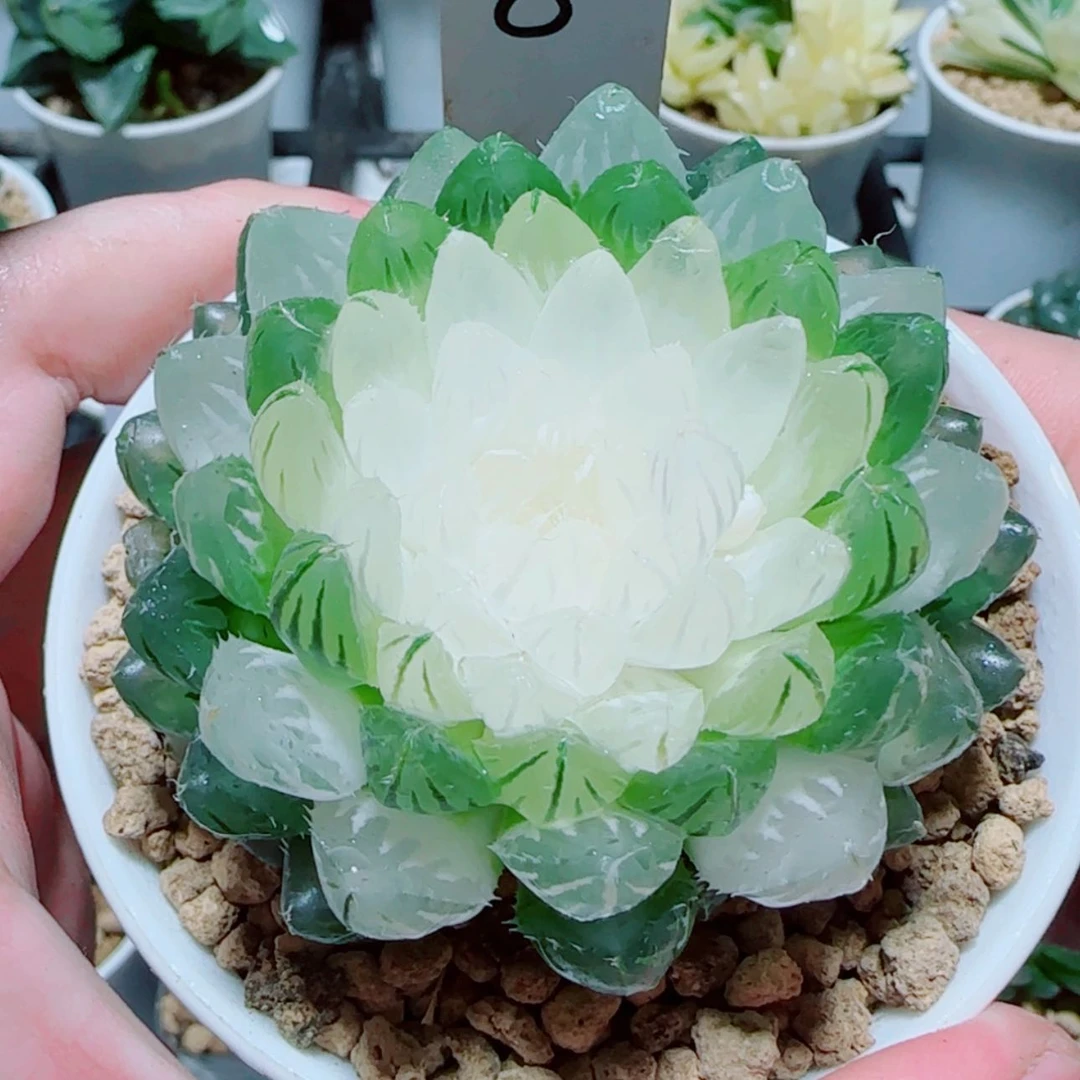 【闪购商品】宝莲灯玉露