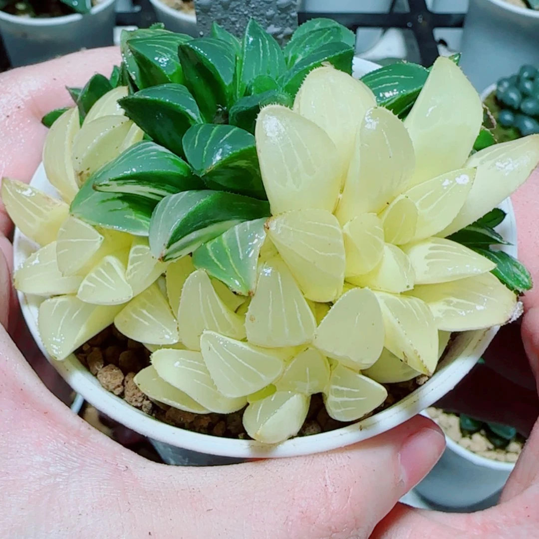 【闪购商品】姬寿锦