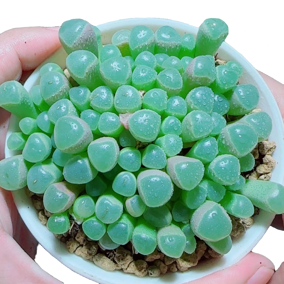 【大号五十灵玉】好养拍下明天发货多肉植物