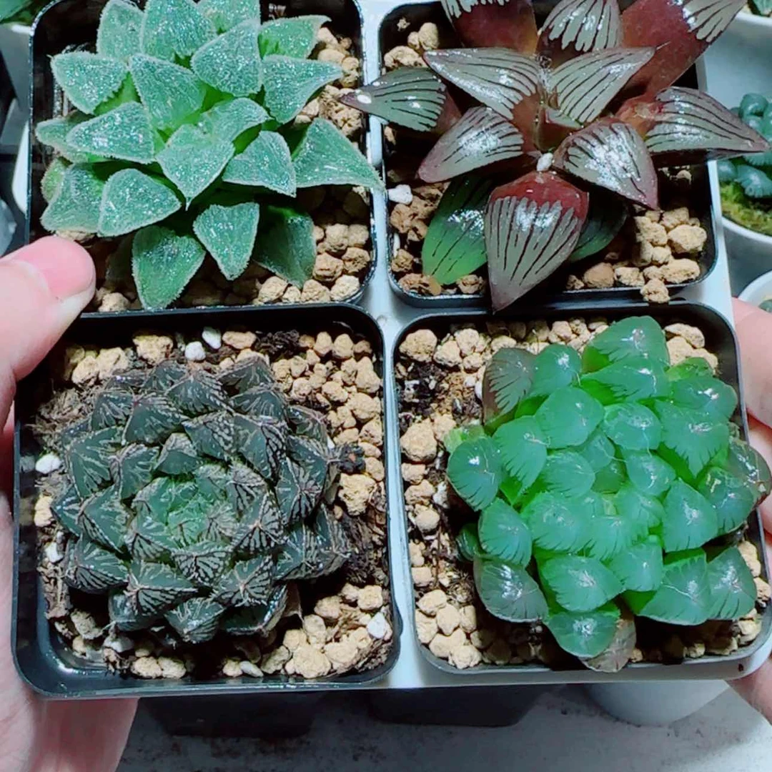 【闪购商品】4盆套餐2