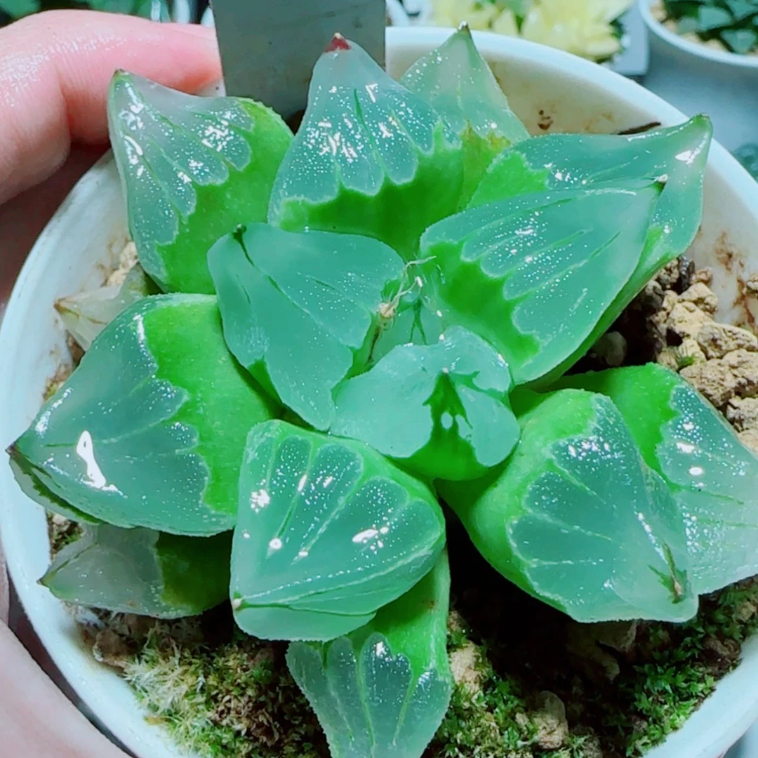 【闪购商品】冰城寿