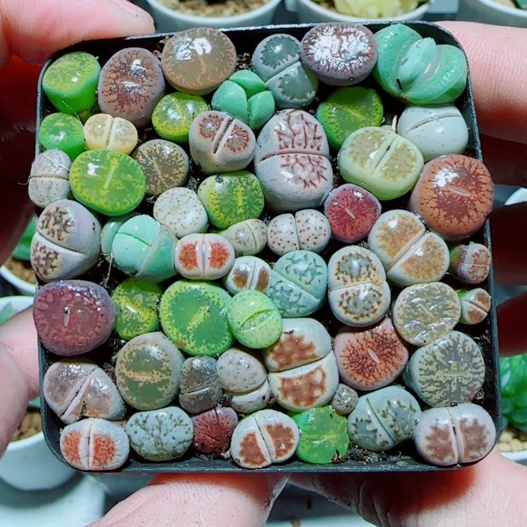 【闪购商品】生石花
