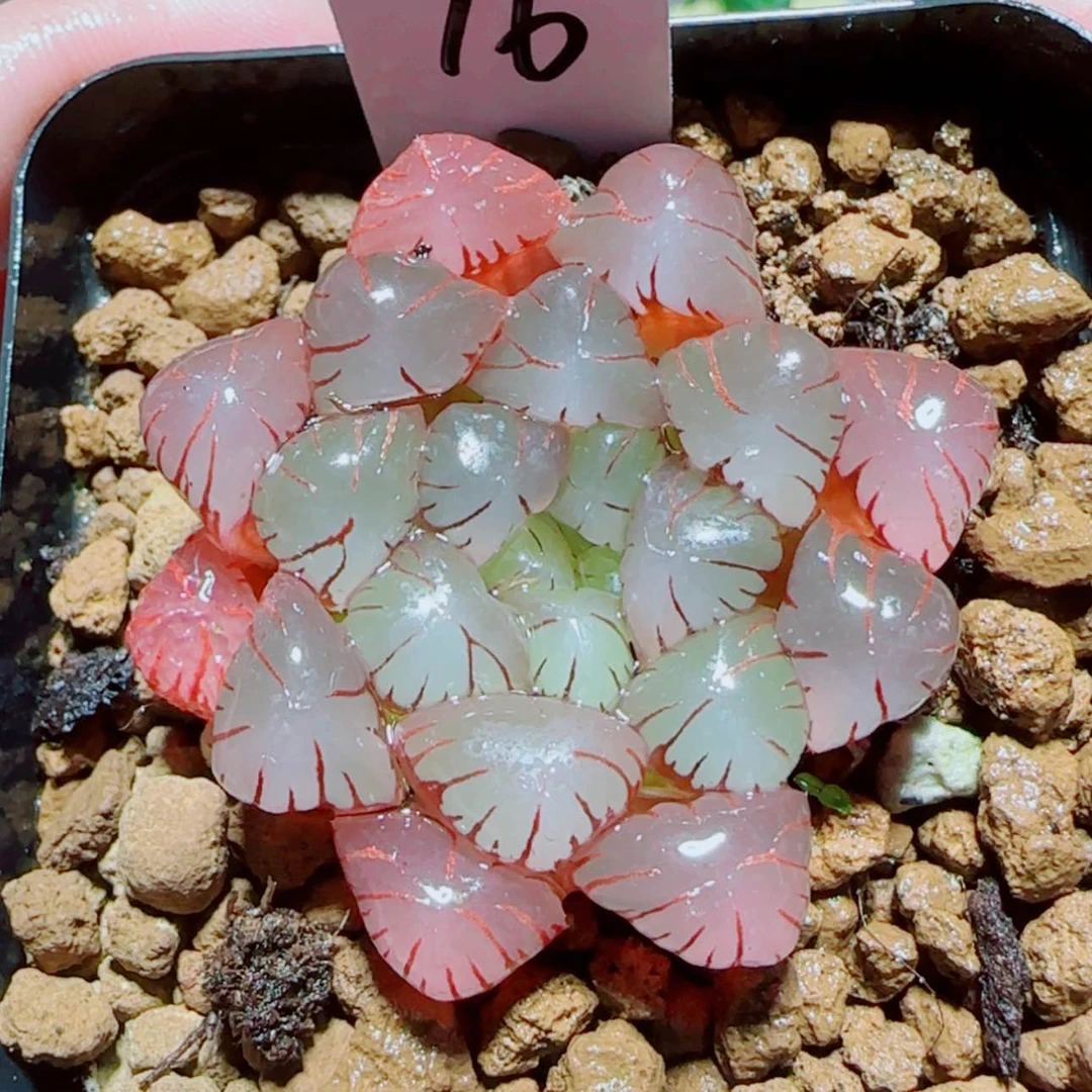 【闪购商品】粉龙珠玉露