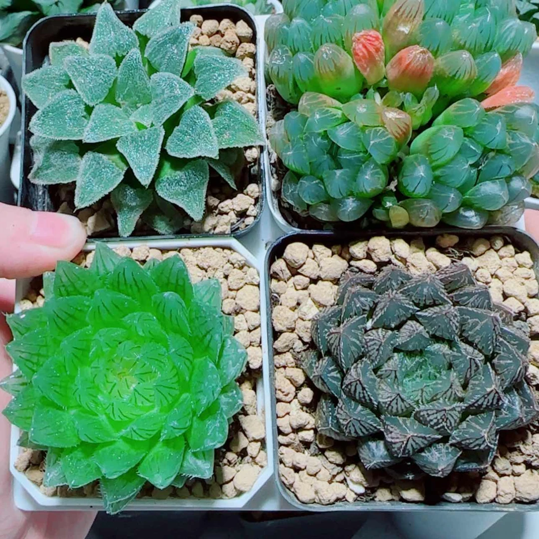 【闪购商品】4盆玉露2