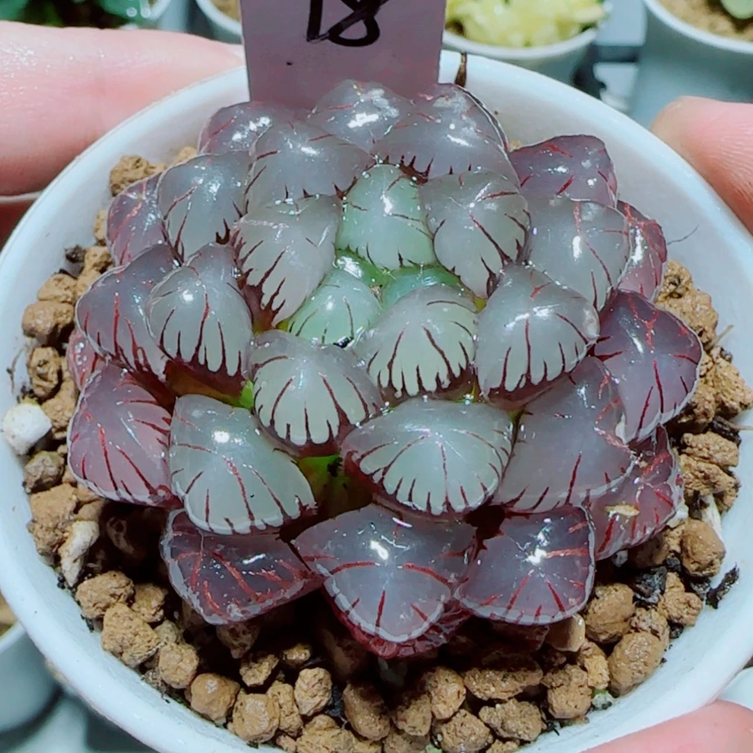 【闪购商品】紫冰灯多肉